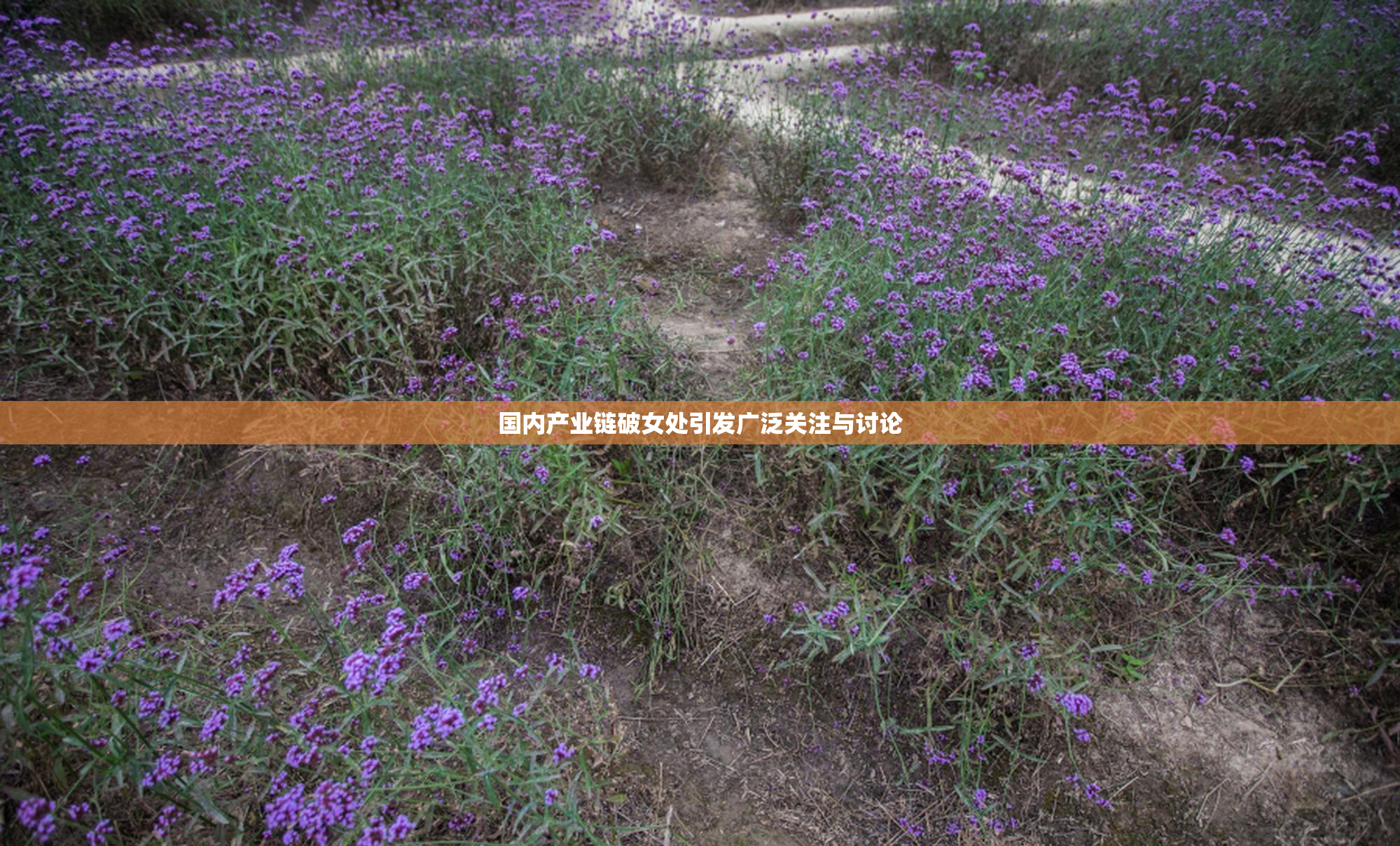 国内产业链破女处引发广泛关注与讨论