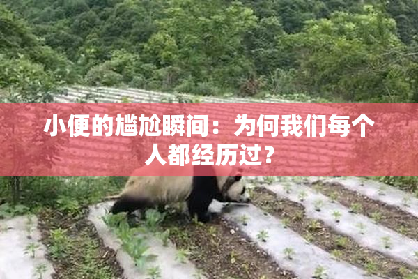 小便的尴尬瞬间：为何我们每个人都经历过？