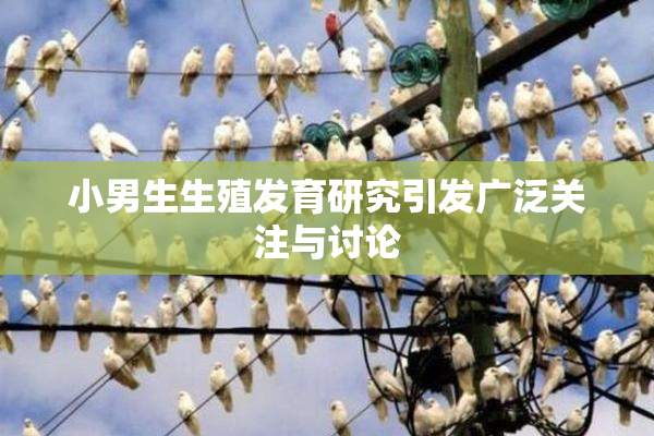 小男生生殖发育研究引发广泛关注与讨论