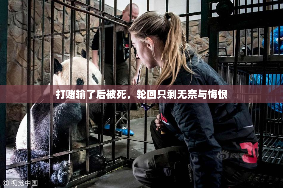 打赌输了后被死，轮回只剩无奈与悔恨