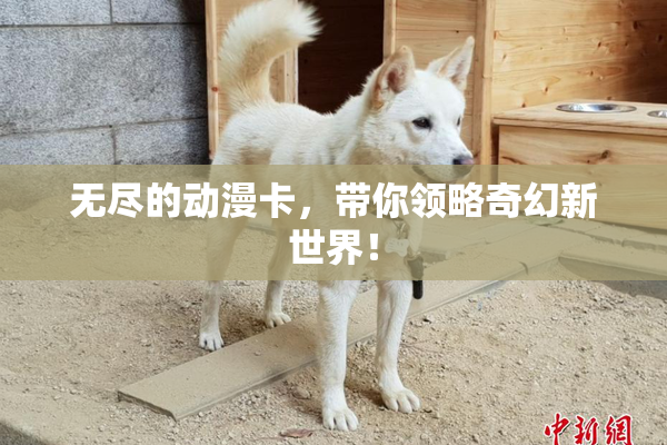无尽的动漫卡，带你领略奇幻新世界！
