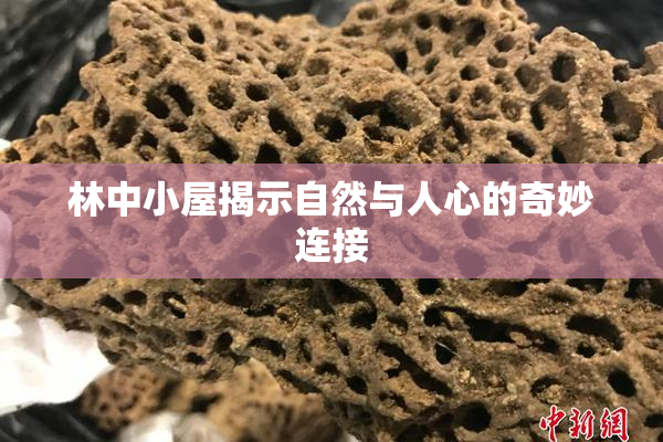 林中小屋揭示自然与人心的奇妙连接