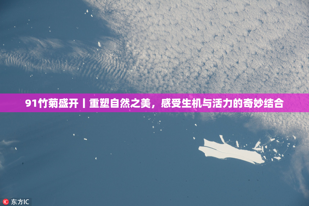 91竹菊盛开丨重塑自然之美，感受生机与活力的奇妙结合