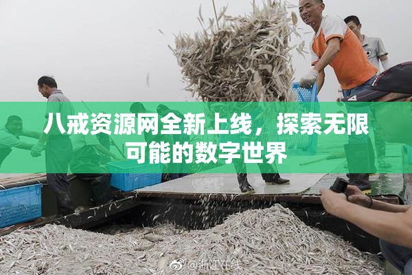 八戒资源网全新上线，探索无限可能的数字世界
