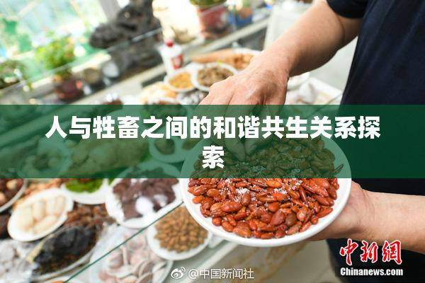 人与牲畜之间的和谐共生关系探索
