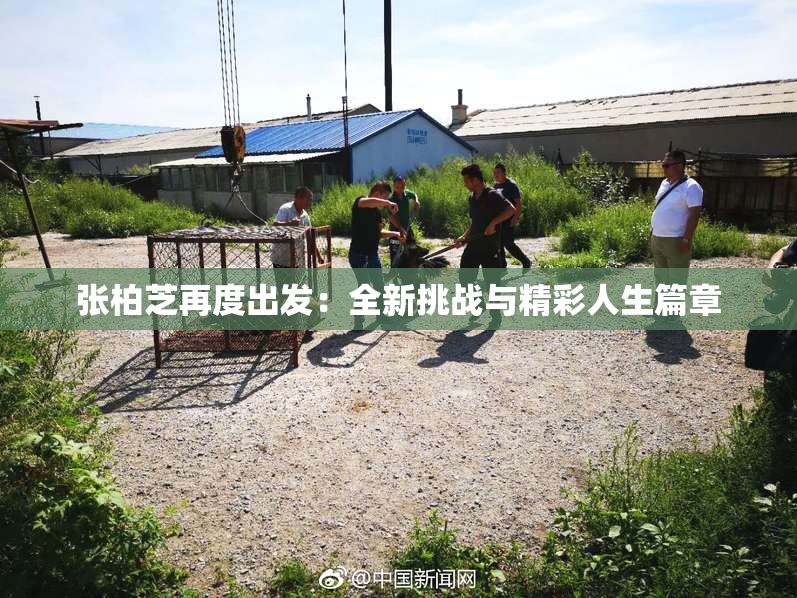 张柏芝再度出发：全新挑战与精彩人生篇章