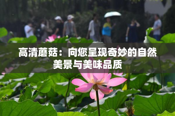 高清蘑菇：向您呈现奇妙的自然美景与美味品质