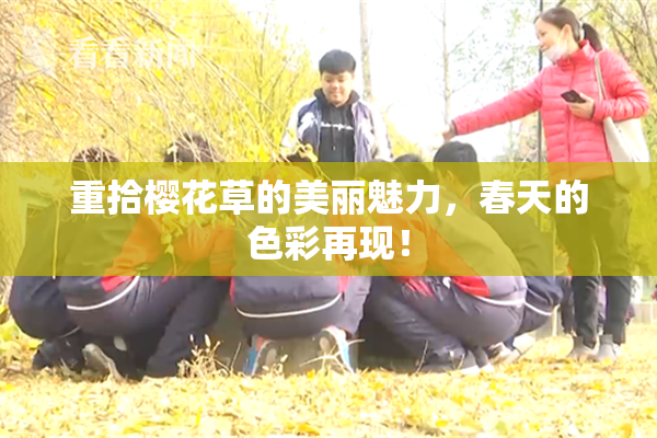 重拾樱花草的美丽魅力，春天的色彩再现！