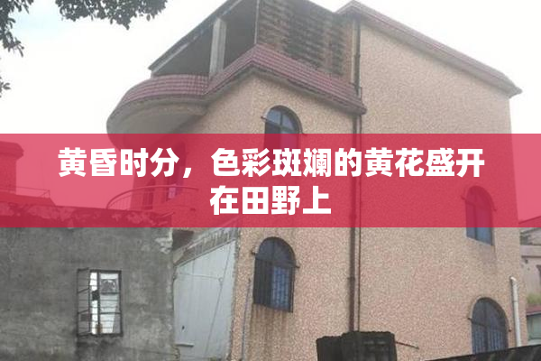 黄昏时分，色彩斑斓的黄花盛开在田野上