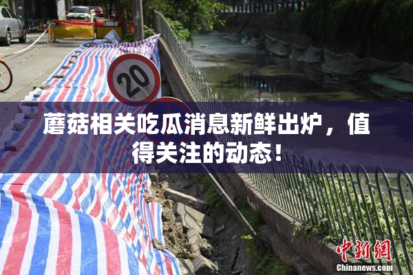 蘑菇相关吃瓜消息新鲜出炉，值得关注的动态！