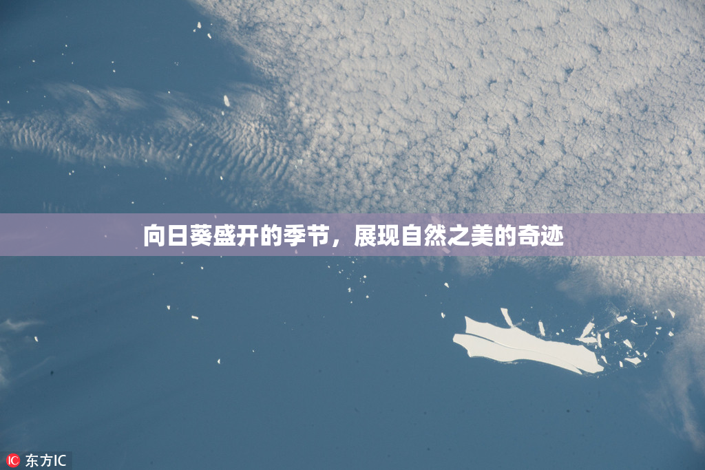向日葵盛开的季节，展现自然之美的奇迹