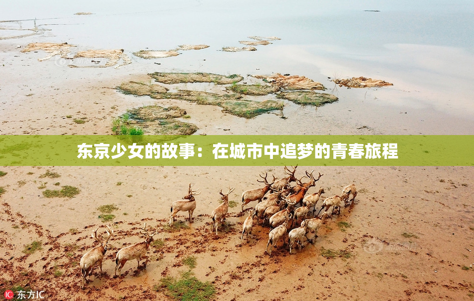 东京少女的故事：在城市中追梦的青春旅程
