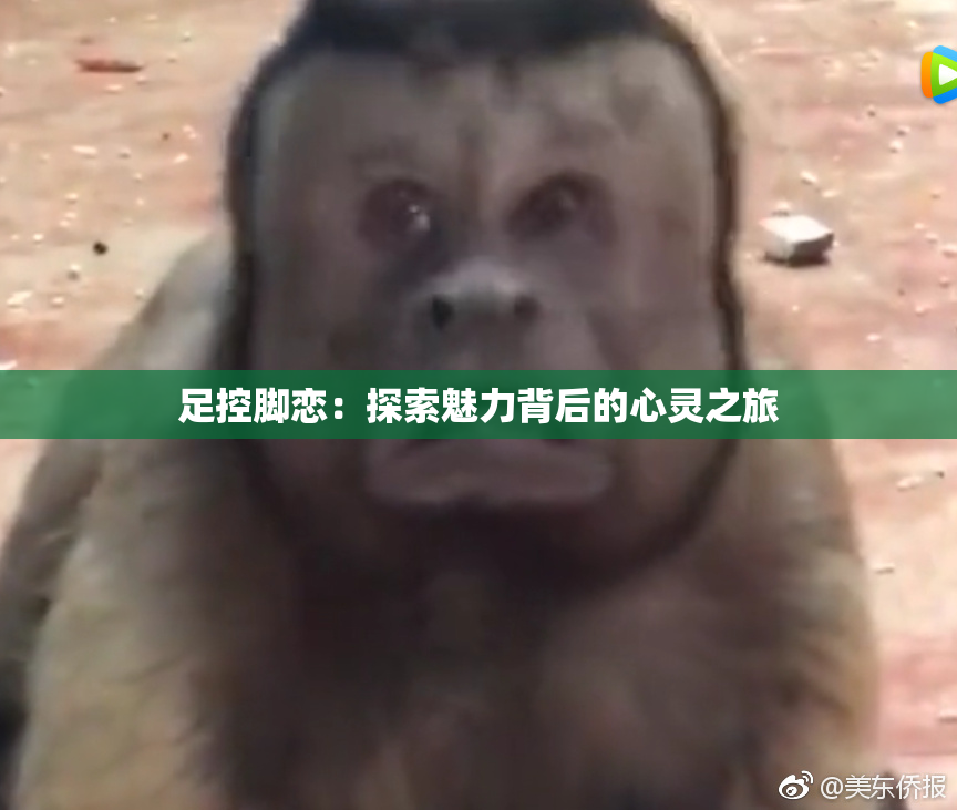 足控脚恋：探索魅力背后的心灵之旅