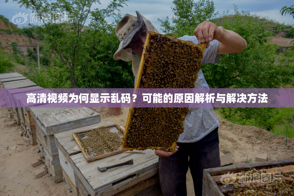 高清视频为何显示乱码？可能的原因解析与解决方法