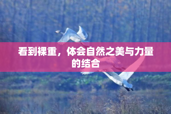 看到裸重，体会自然之美与力量的结合