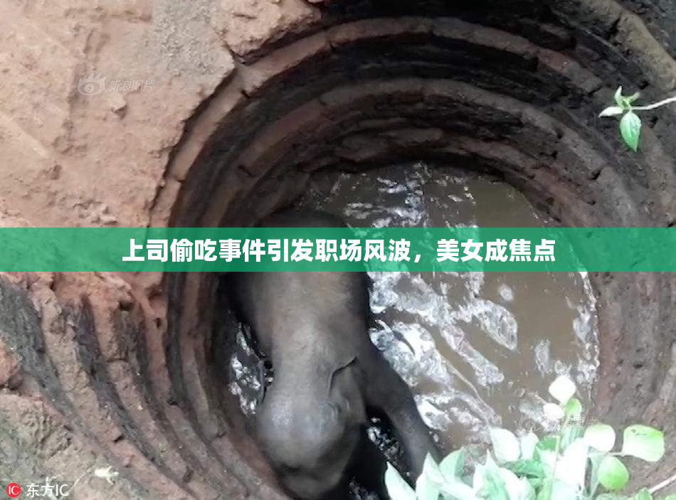 上司偷吃事件引发职场风波，美女成焦点