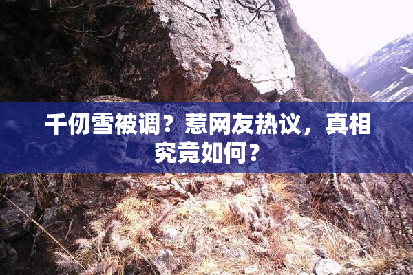 千仞雪被调？惹网友热议，真相究竟如何？