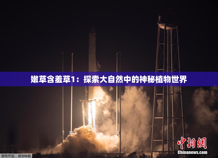 嫩草含羞草1：探索大自然中的神秘植物世界