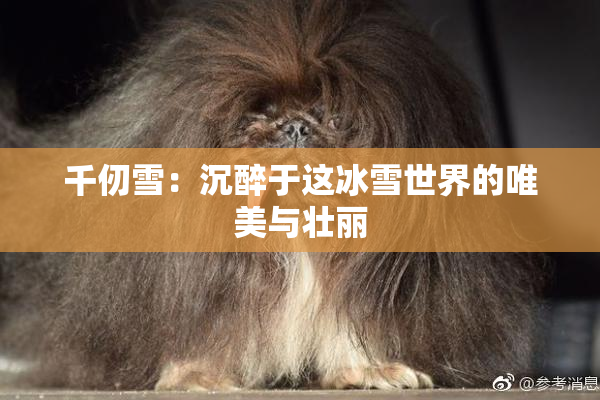 千仞雪：沉醉于这冰雪世界的唯美与壮丽
