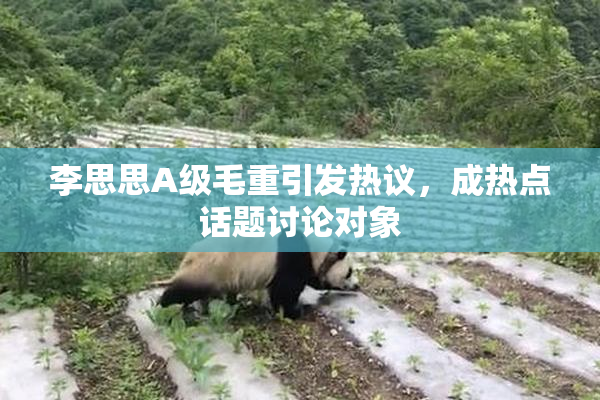 李思思A级毛重引发热议，成热点话题讨论对象