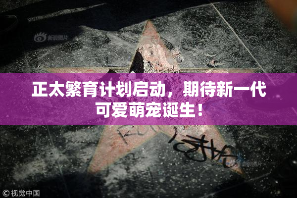 正太繁育计划启动，期待新一代可爱萌宠诞生！