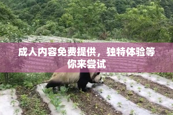成人内容免费提供，独特体验等你来尝试
