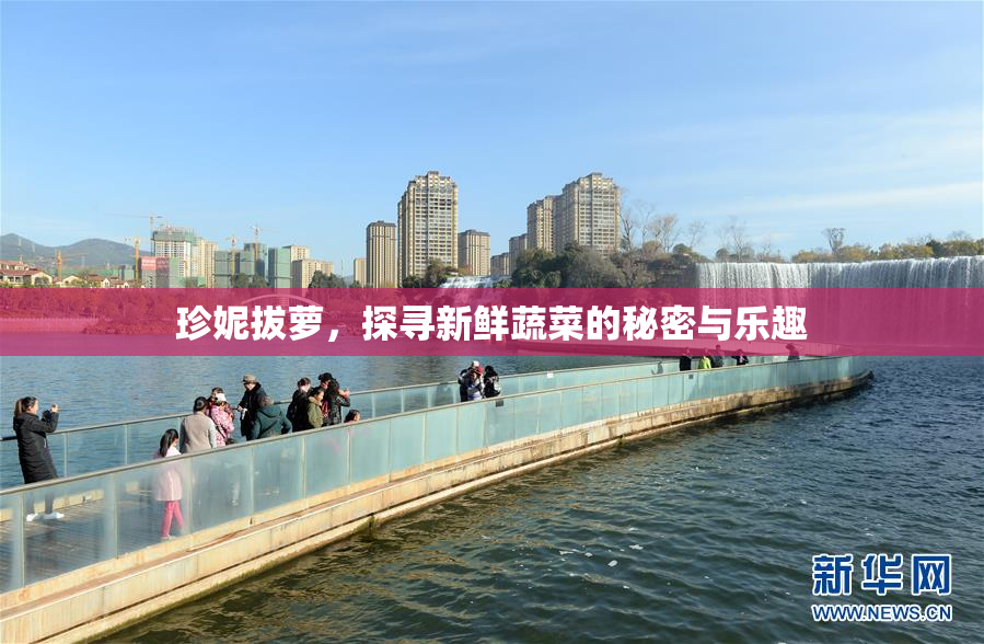珍妮拔萝，探寻新鲜蔬菜的秘密与乐趣