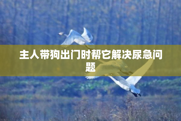 主人带狗出门时帮它解决尿急问题