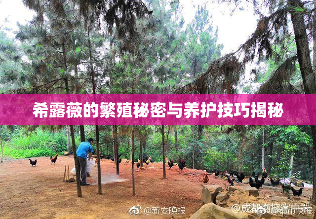 希露薇的繁殖秘密与养护技巧揭秘
