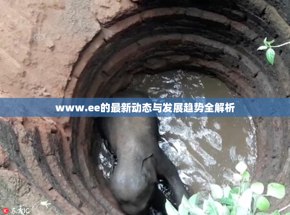 www.ee的最新动态与发展趋势全解析