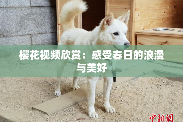 樱花视频欣赏：感受春日的浪漫与美好
