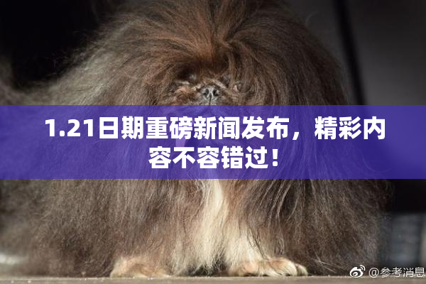 1.21日期重磅新闻发布，精彩内容不容错过！
