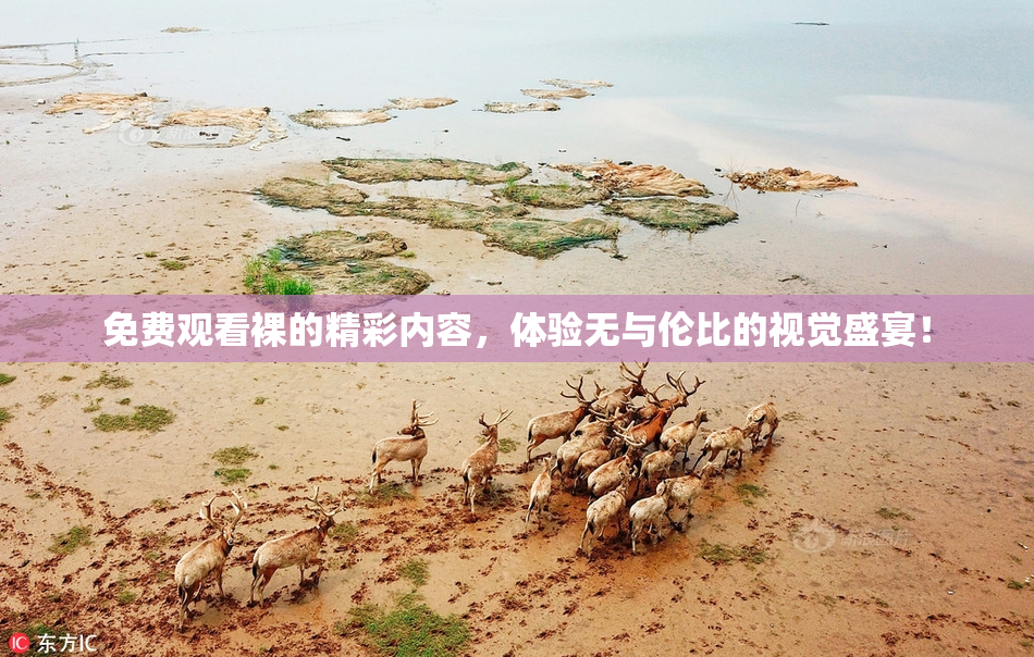 免费观看裸的精彩内容，体验无与伦比的视觉盛宴！