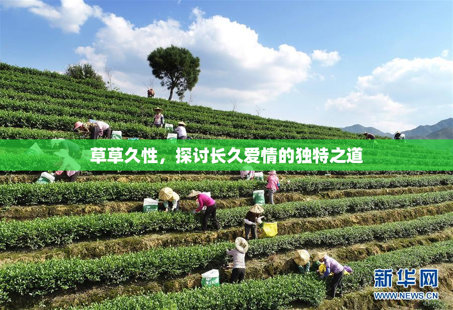 草草久性，探讨长久爱情的独特之道