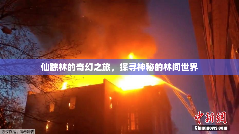 仙踪林的奇幻之旅，探寻神秘的林间世界