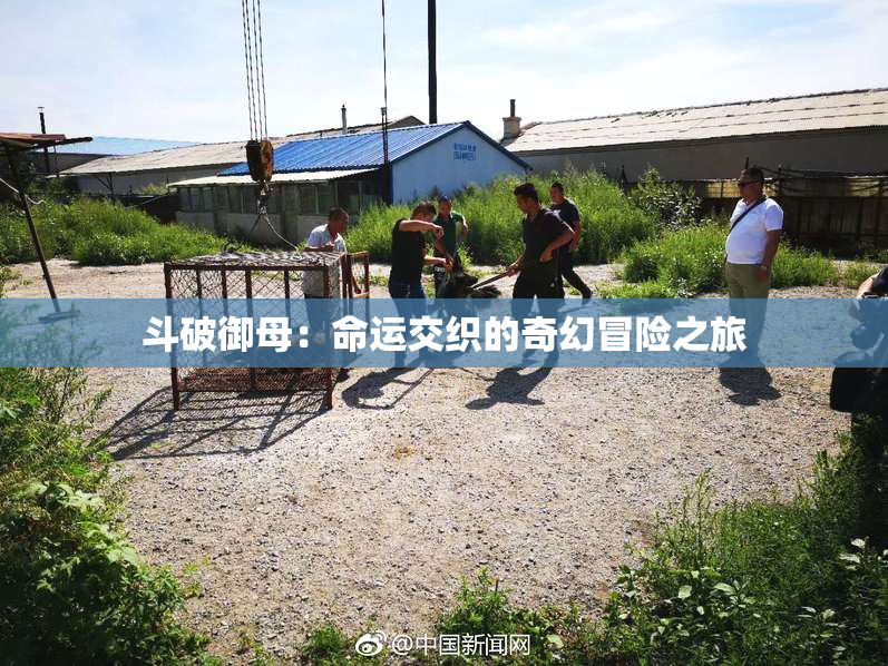 斗破御母：命运交织的奇幻冒险之旅