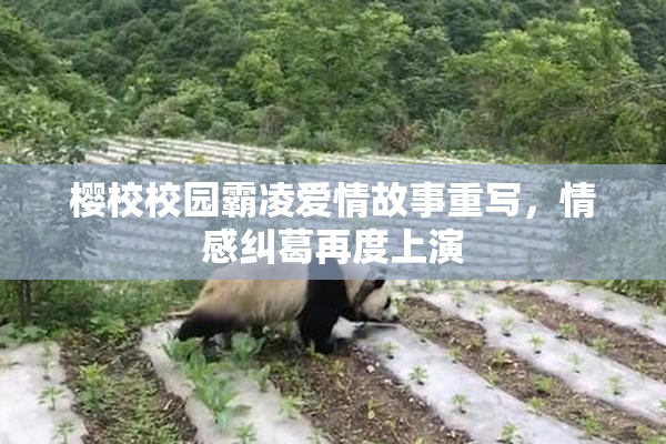 樱校校园霸凌爱情故事重写，情感纠葛再度上演