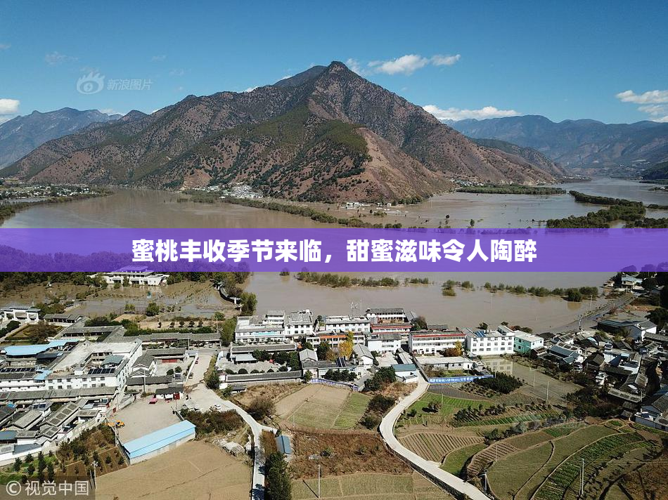 蜜桃丰收季节来临，甜蜜滋味令人陶醉