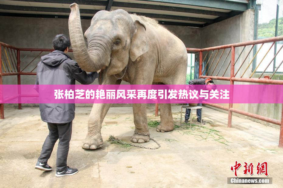 张柏芝的艳丽风采再度引发热议与关注