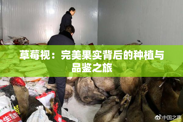 草莓视：完美果实背后的种植与品鉴之旅