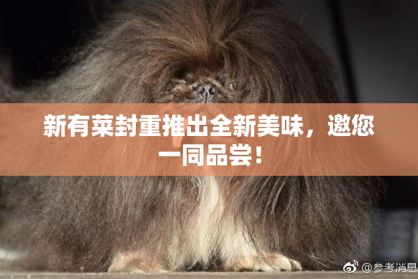 新有菜封重推出全新美味，邀您一同品尝！