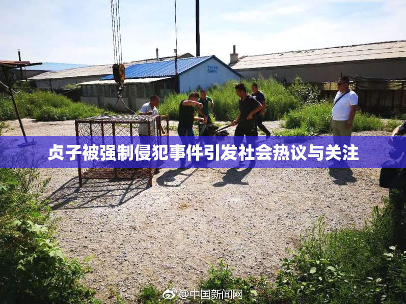 贞子被强制侵犯事件引发社会热议与关注