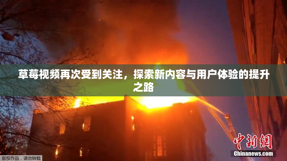 草莓视频再次受到关注，探索新内容与用户体验的提升之路
