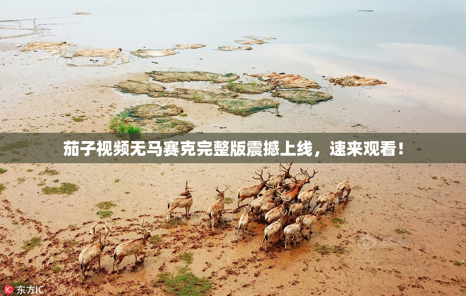 茄子视频无马赛克完整版震撼上线，速来观看！