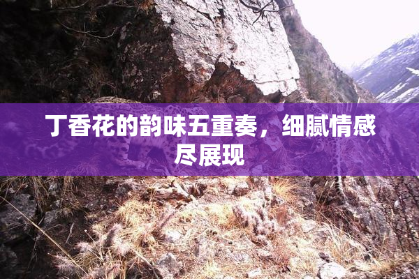 丁香花的韵味五重奏，细腻情感尽展现
