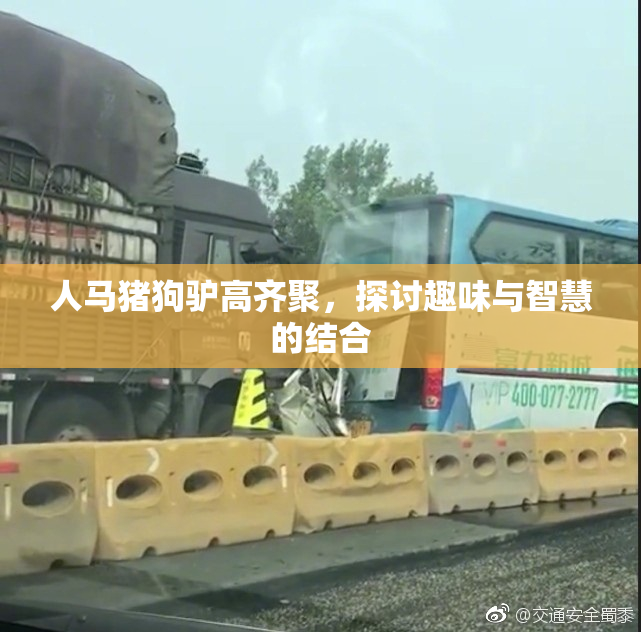 人马猪狗驴高齐聚，探讨趣味与智慧的结合