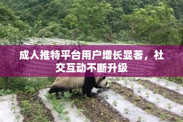 成人推特平台用户增长显著，社交互动不断升级