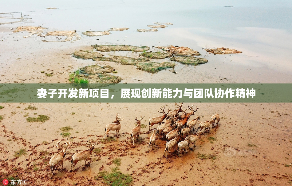 妻子开发新项目，展现创新能力与团队协作精神
