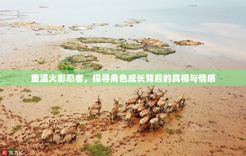 重温火影忍者，探寻角色成长背后的真相与情感