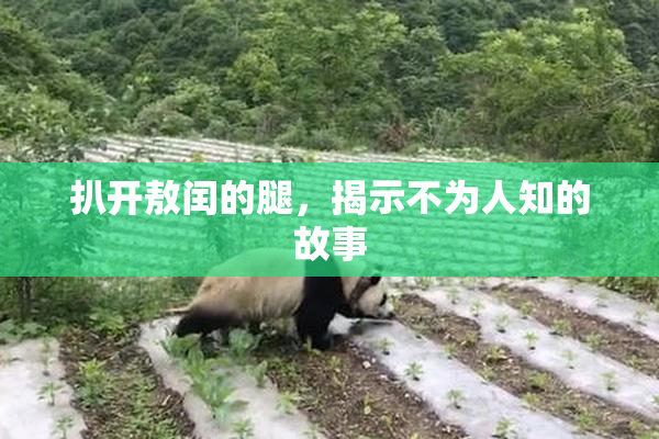扒开敖闰的腿，揭示不为人知的故事
